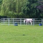 grey horse in round pen