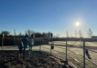 A horse looking out from the round pen on a frosty morning