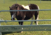 A black and white shetland pony in a low height round pen