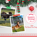 Photos of ponies in round pens taped to a festive card