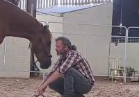 A man engaged with a horse in the round pen